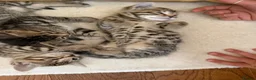 Bengal cats for sale: Kittens in Taunton - Advert 4