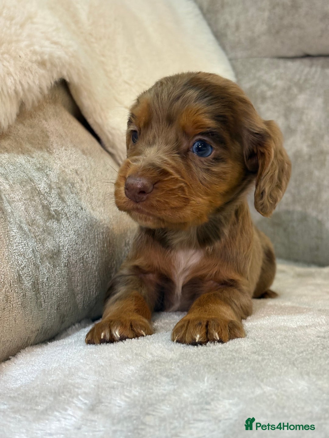 Cocker Spaniel dogs for sale: Stunning cocker spaniel puppies - Advert 11