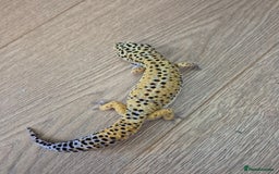 Gecko reptiles for sale: Various leopard geckos and a african fat tail geck - Advert 3