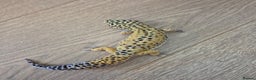 Gecko reptiles for sale: Various leopard geckos and a african fat tail geck - Advert 3