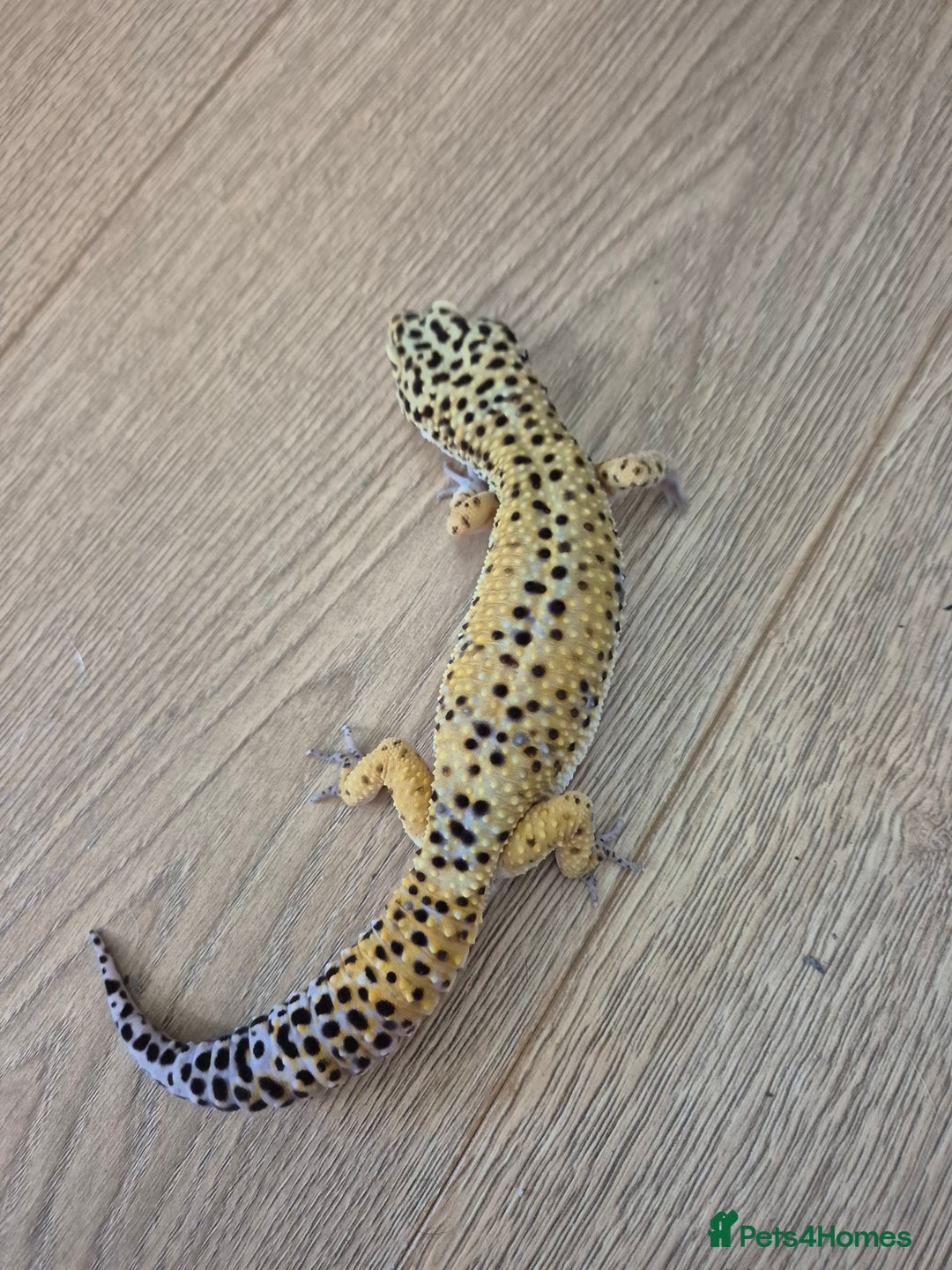 Gecko reptiles for sale: Various leopard geckos and a african fat tail geck - Advert 3