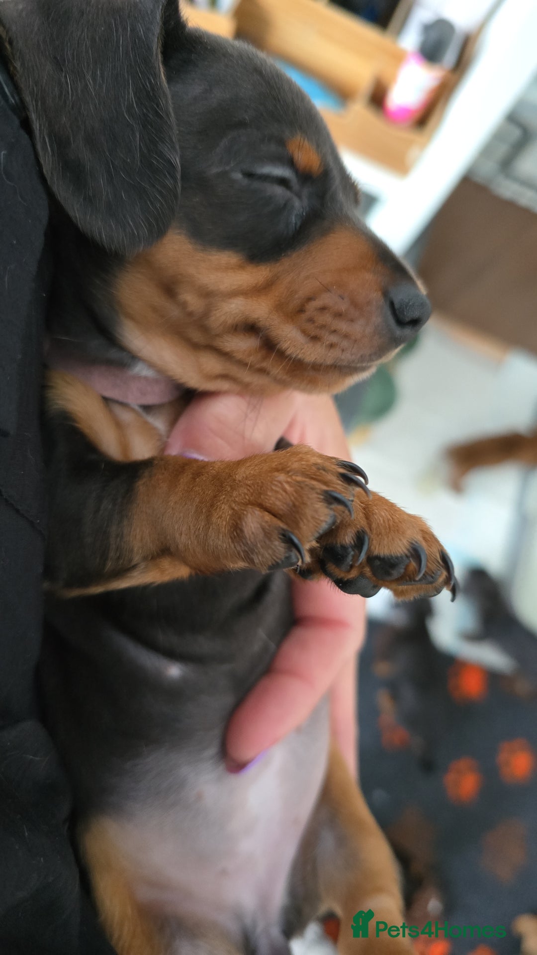 Miniature Dachshund dogs for sale: Stunning smooth haired babies - Image 8