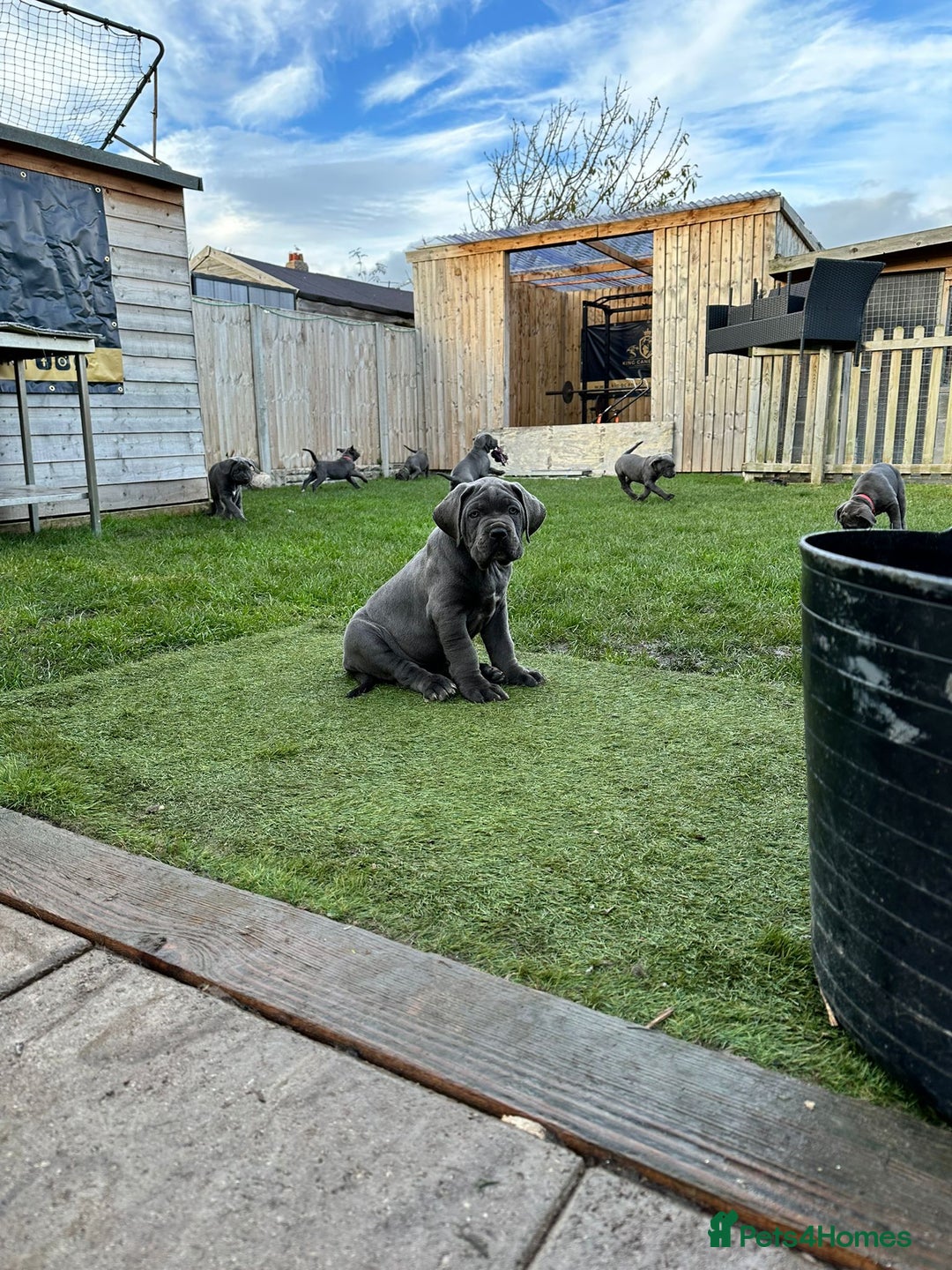 Cane Corso dogs for sale: Kingcanecorso litter, stunning traditional corsos - Advert 4