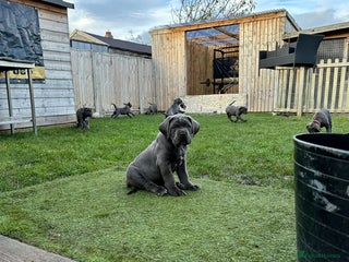 Cane Corso dogs Kingcanecorso litter, stunning traditional corsos - Advert 4