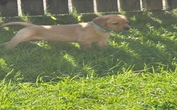 Labrador Retriever dogs for sale: KC reg labs- working bloodline  in Lanark - Image 15