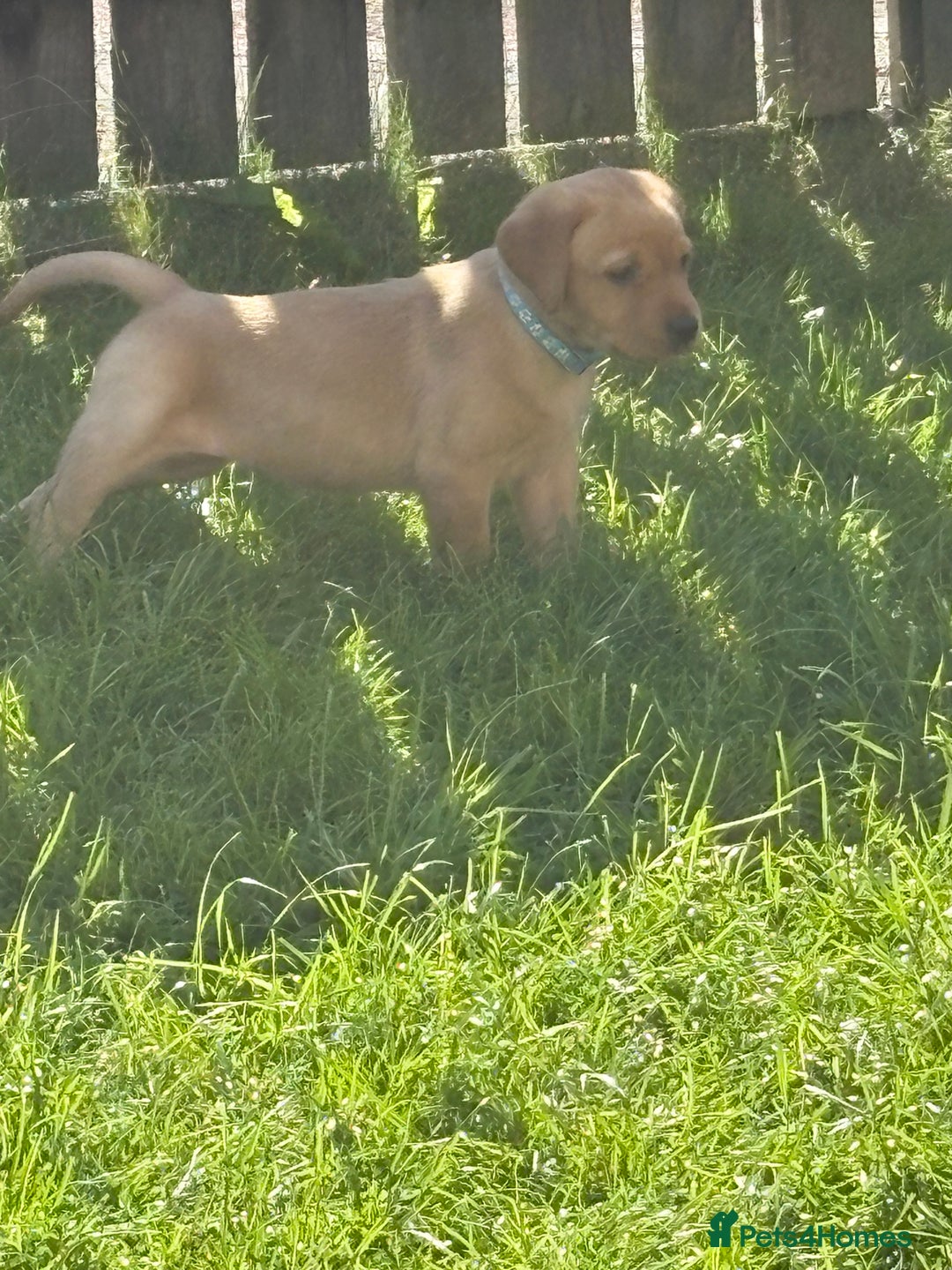 Labrador Retriever dogs for sale: KC reg labs- working bloodline  in Lanark - Image 15
