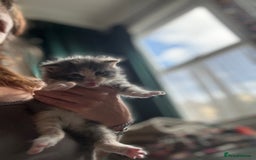 Maine Coon cats for sale: Beautiful Maine Coon X kittens - Image 14