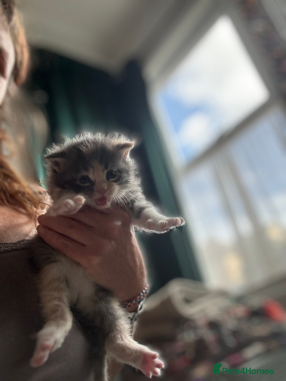 Maine Coon cats for sale: Beautiful Maine Coon X kittens - Image 14