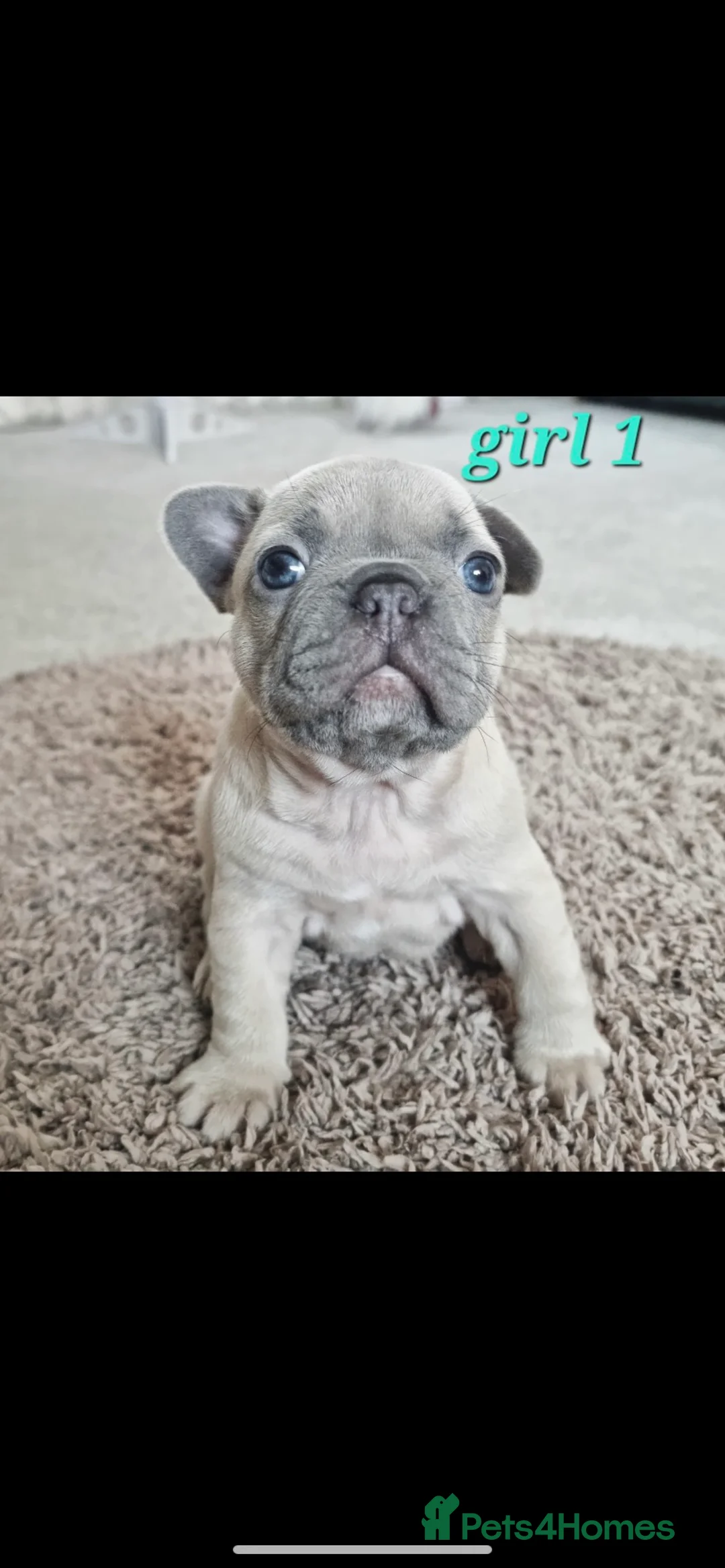 French Bulldog dogs for stud: 🦁HUNCHO🦁PUP BACK DEAL 1ST PICK FEMALE‼️ in Northampton - Advert 14