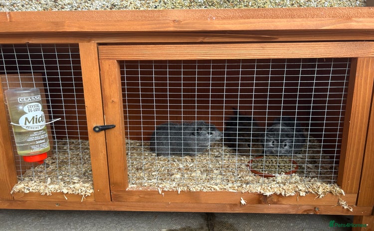 Guinea Pig rodents - Advert 1