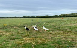 Ducks poultry for sale: 3 x male Indian runner ducks - Image 2