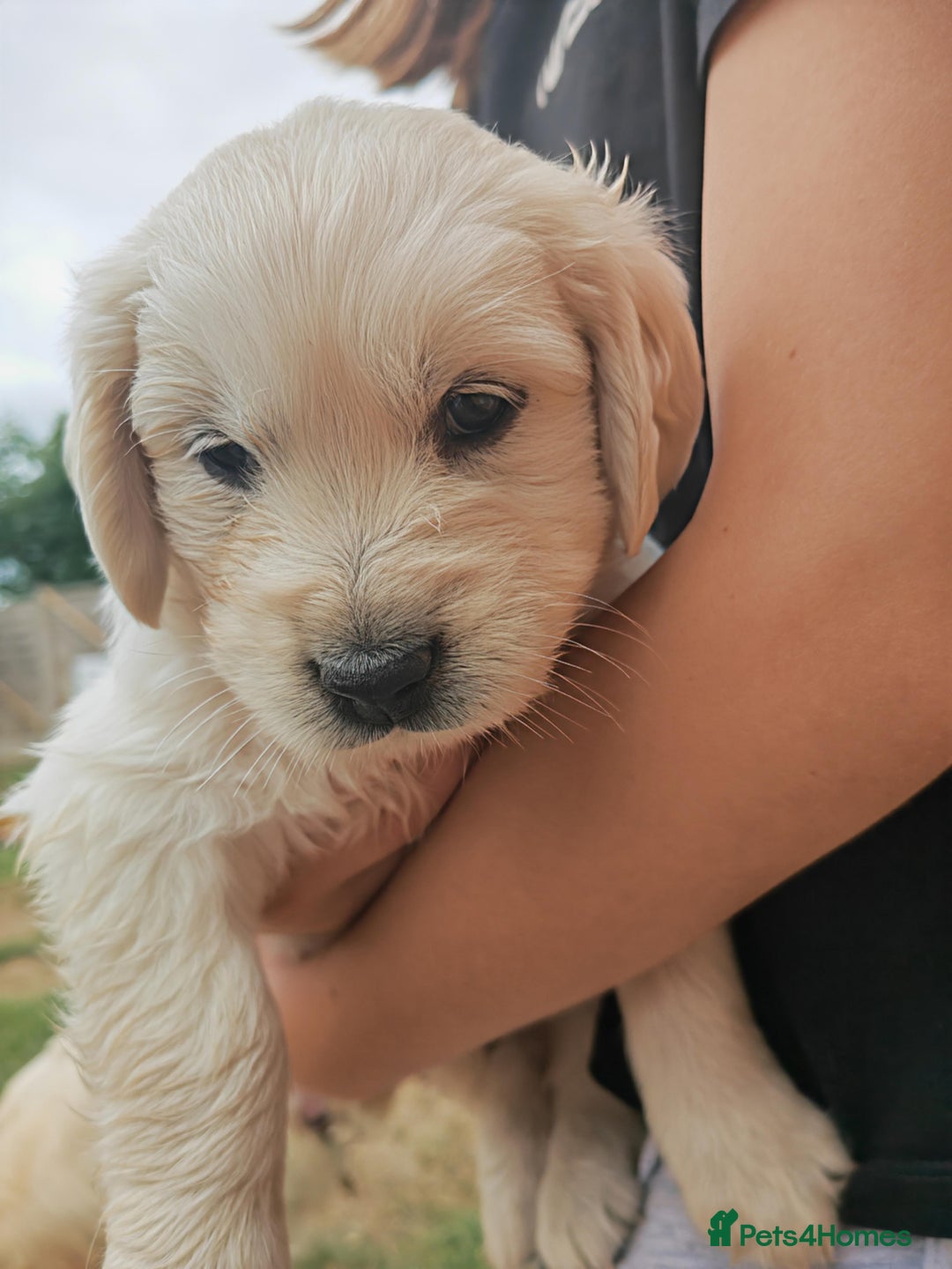 Golden Retriever dogs for sale: Gorgeous Golden Retriever Puppies  - Image 12