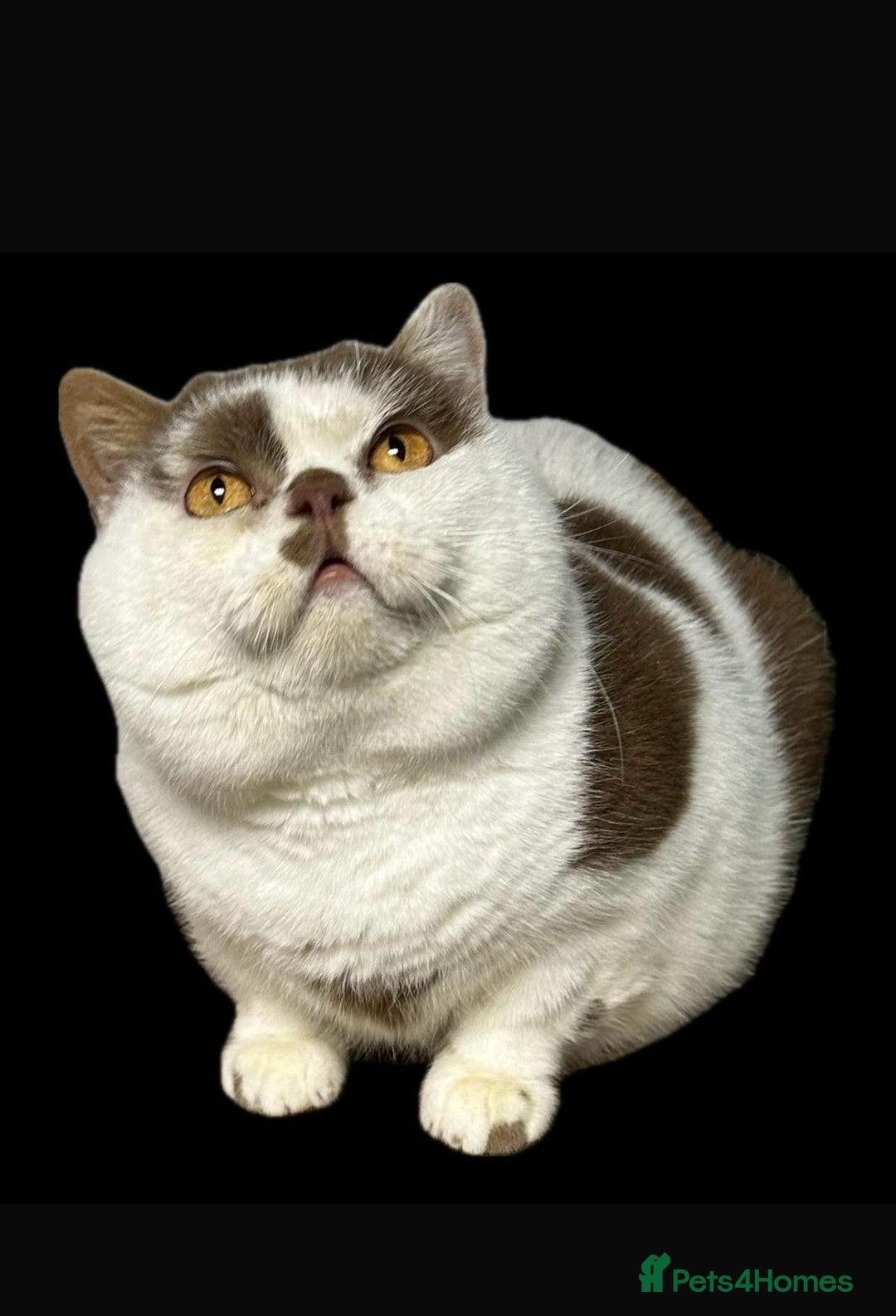 British Shorthair cats for sale: 😍 READY NOW gccf reg British shorthair kittens - Advert 18