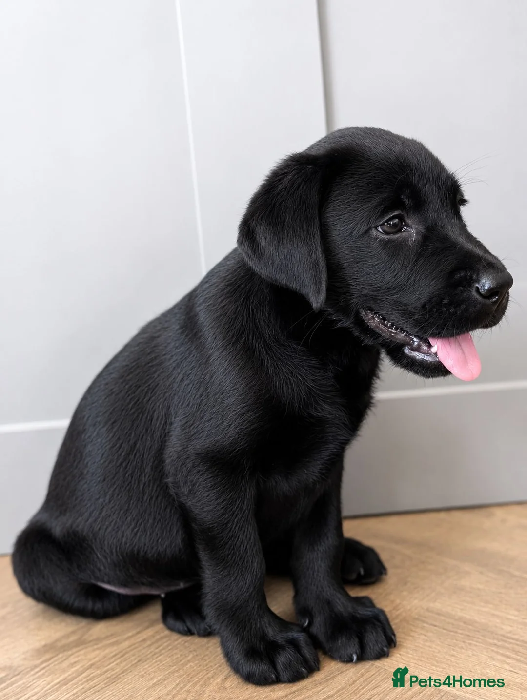 Labrador Retriever dogs for sale: Advanced trained Labradors  - Advert 3