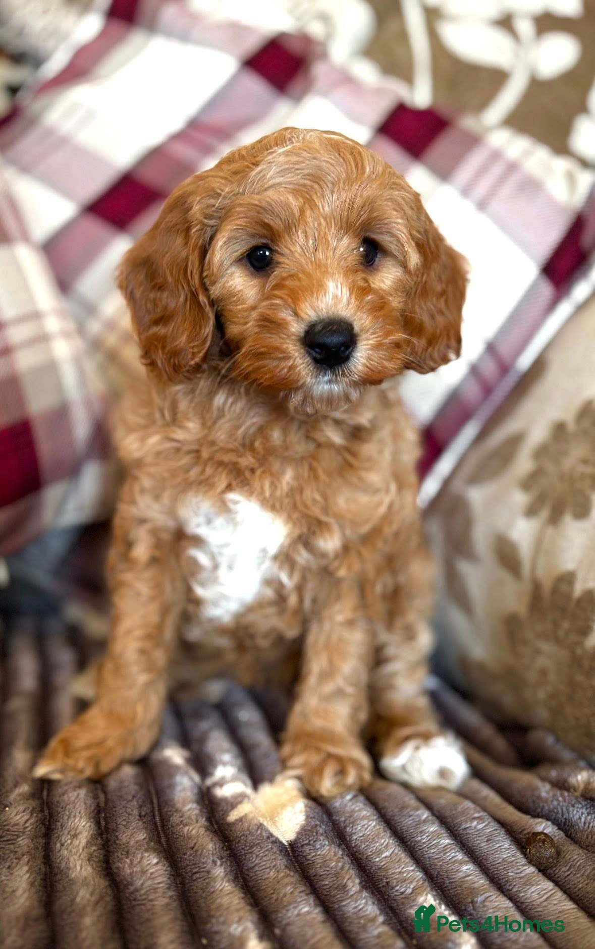Cockapoo dogs F1b Golden Cockapoos 5 star health tested - Advert 18