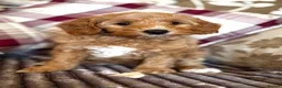 Cockapoo dogs for sale: F1b Golden Cockapoos 5 star health tested - Advert 1
