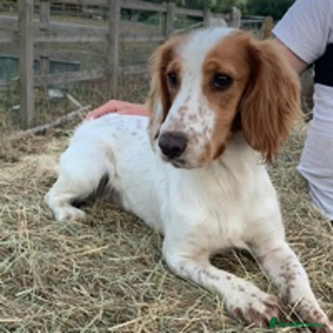 Cocker Spaniel dogs for stud: ACE STANDING AT STUD in Southampton - Advert 4