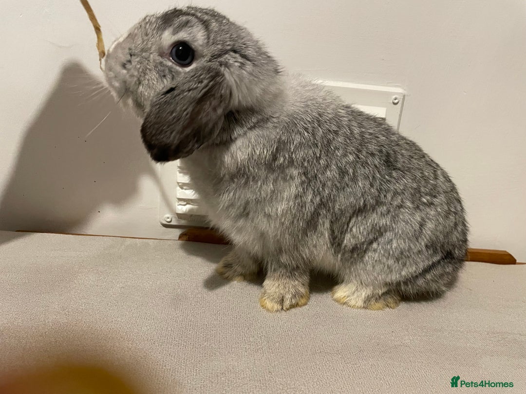 Mini Lop rabbits for sale: Pure Bred Mini Lops 🩵🩷 - Advert 6