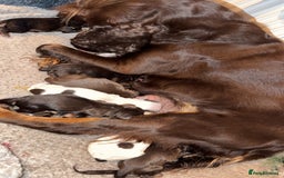 Sprocker dogs for sale: Sprocker puppies - Image 27