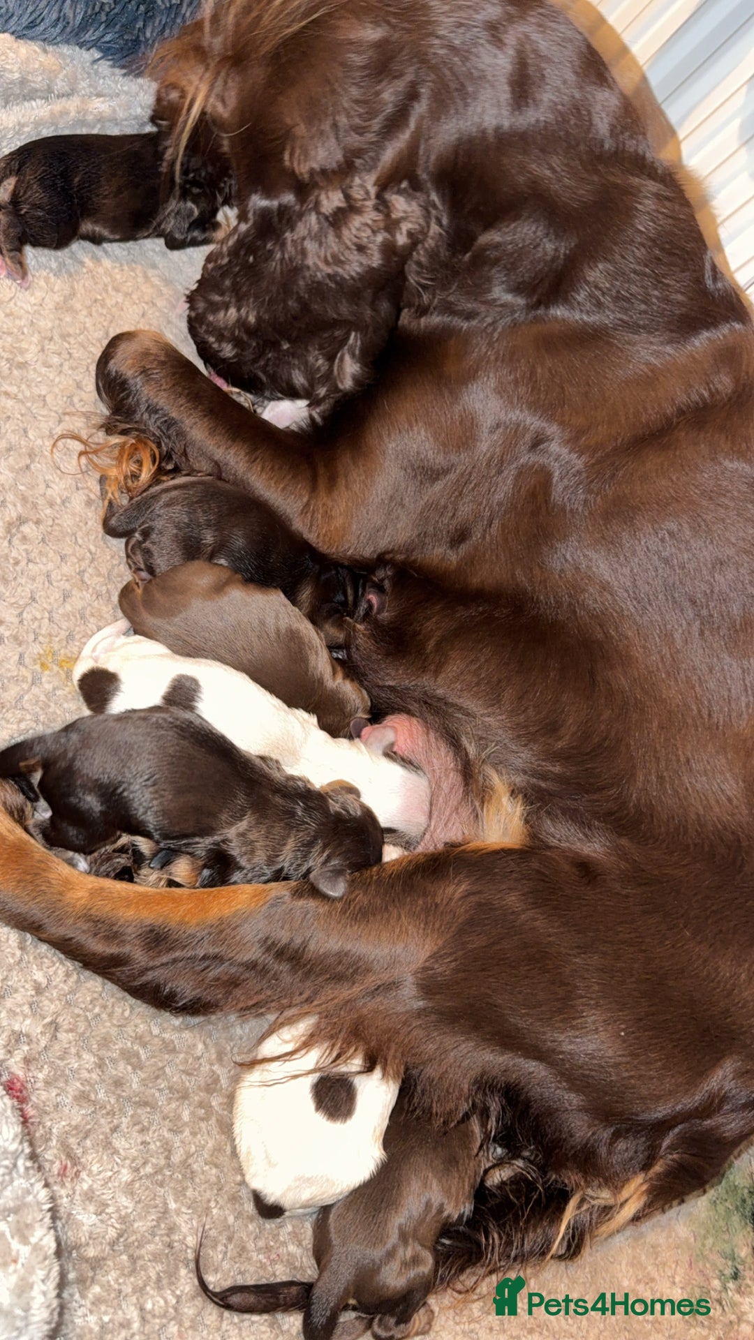Sprocker dogs for sale: Sprocker puppies - Image 27