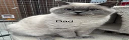 British Shorthair cats for sale: GGCF British Shorthair Blue CP female kitten  - Advert 5