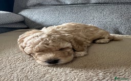 Cockapoo dogs for sale: F1BB Toy Cockapoo puppies - Image 10