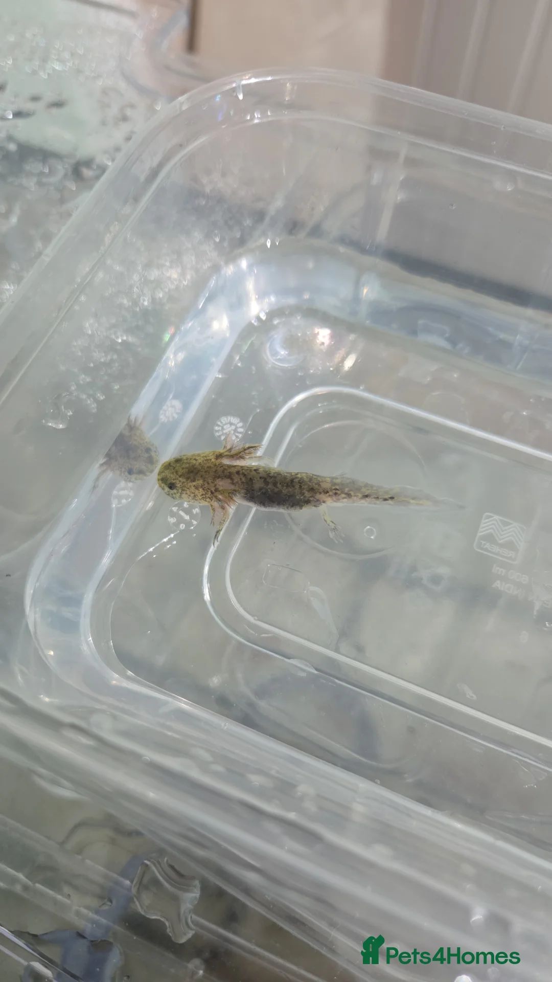 Axolotl reptiles for sale: 3 month old Axolotl's for sale - Advert 8