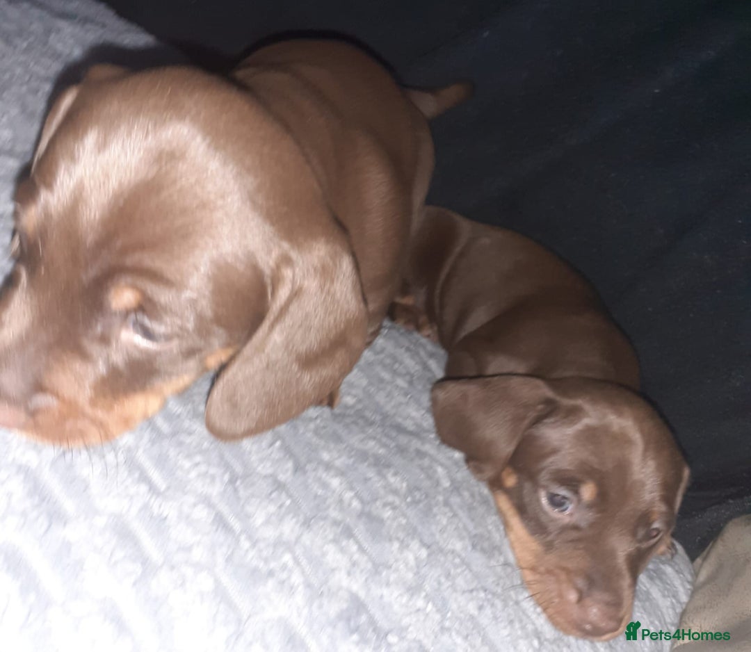 Dachshund dogs for sale: Mini dachshund for sale  - Advert 6