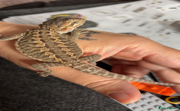 Bearded Dragon reptiles - Advert 1