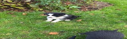 Border Collie dogs for sale: Gorgeous Border Collie Pups - Advert 3
