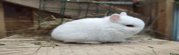 Netherland Dwarf rabbits for sale: Purebred Netherland dwarf - Advert 6