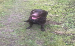 Labrador Retriever dogs for stud: Chocolate Lab for Stud - Image 2