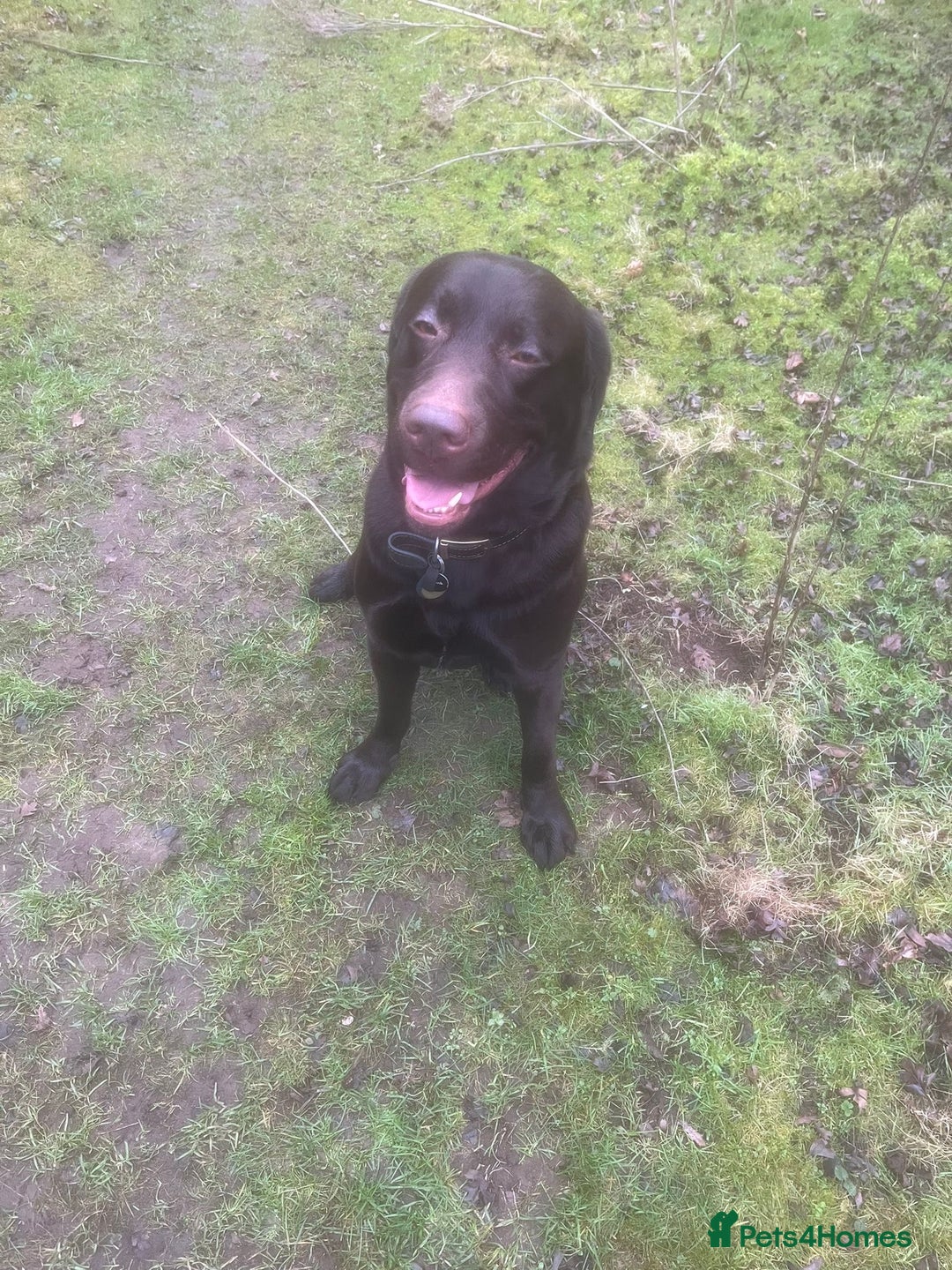 Labrador Retriever dogs for stud: Chocolate Lab for Stud - Image 2