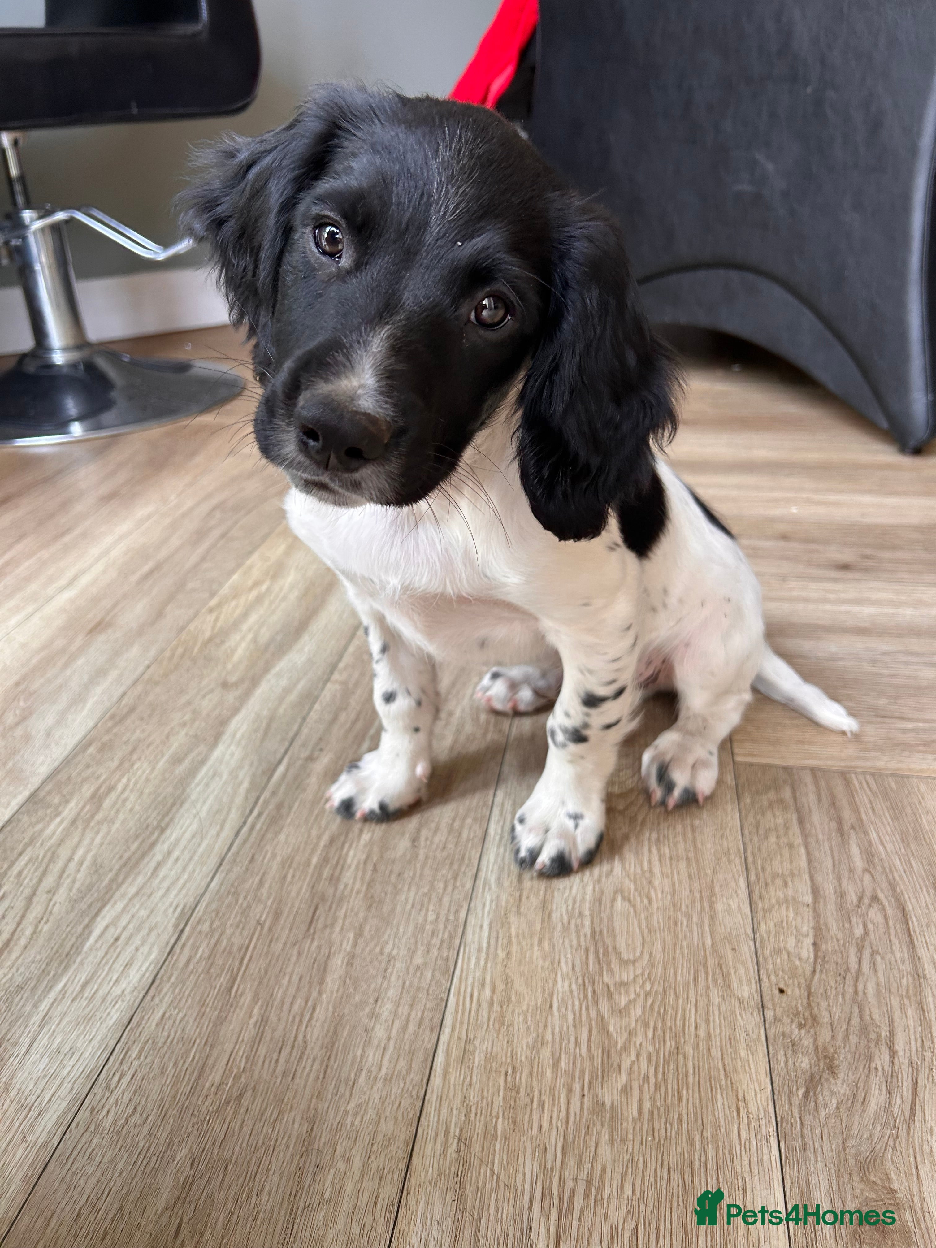 English Springer Spaniel dogs Last and best ! kc springer spaniel - Advert 2