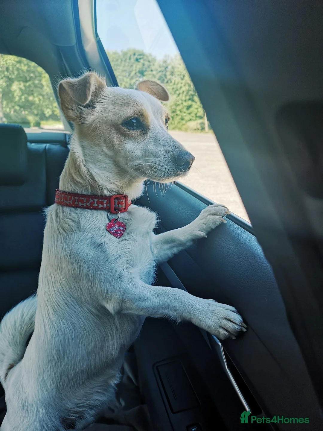 Mixed Breed dogs for sale: Two female adult dogs HAVE TO GO TOGETHER - Advert 10