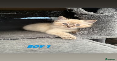 Ragdoll cats - Advert 6