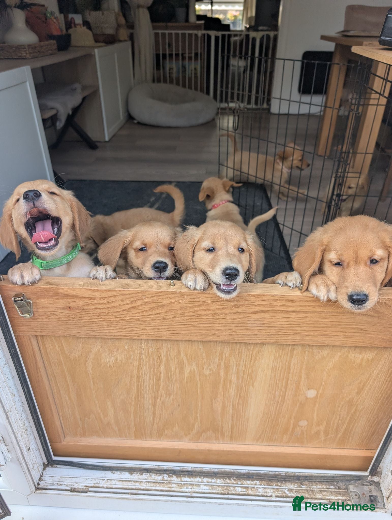 Golden Retriever dogs Beautiful KC registered Golden Retriever puppies  - Advert 2