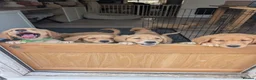 Golden Retriever dogs for sale: Beautiful KC registered Golden Retriever puppies  - Advert 11