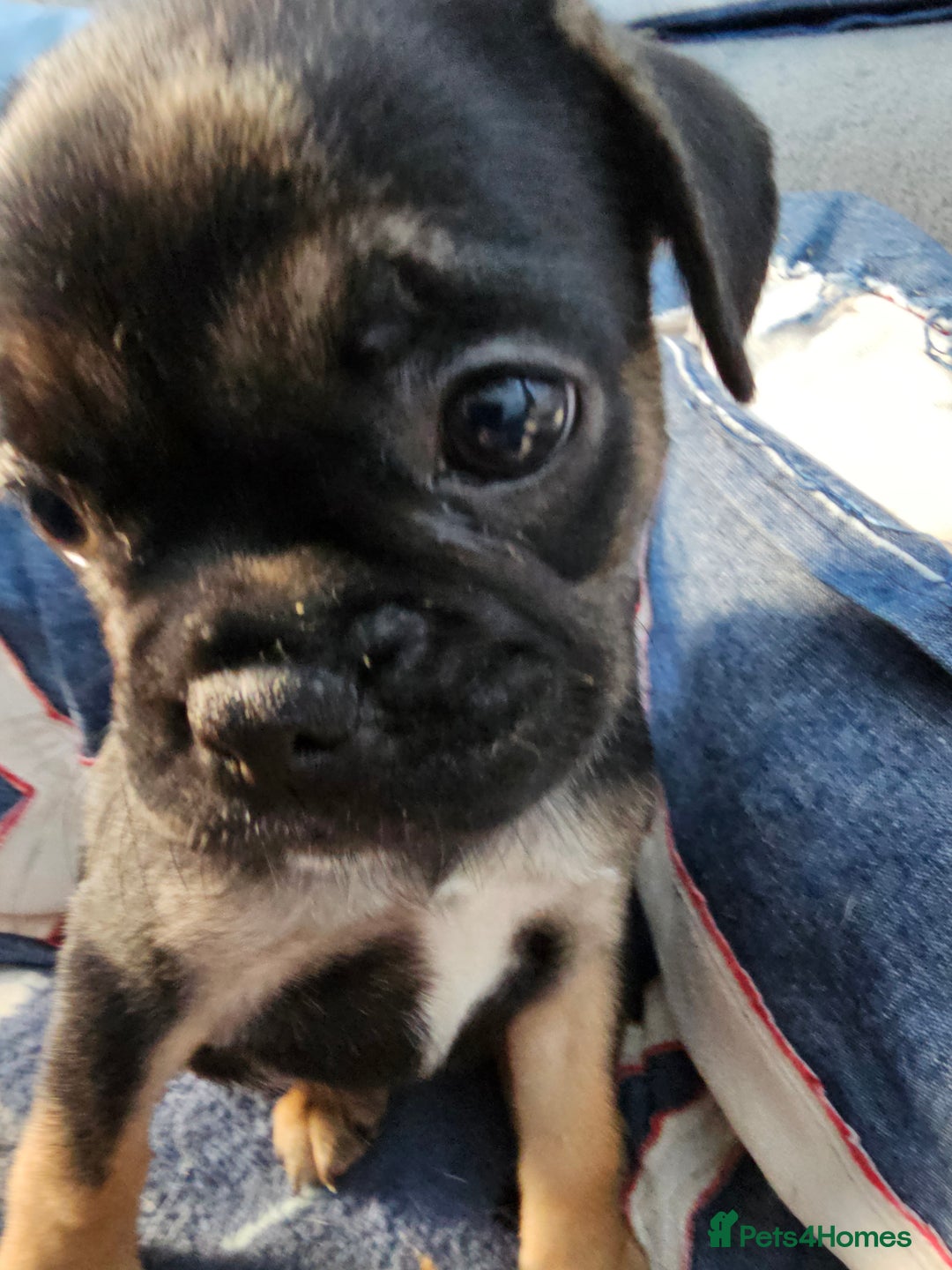 Frug dogs for sale: Frug puppies - Image 11