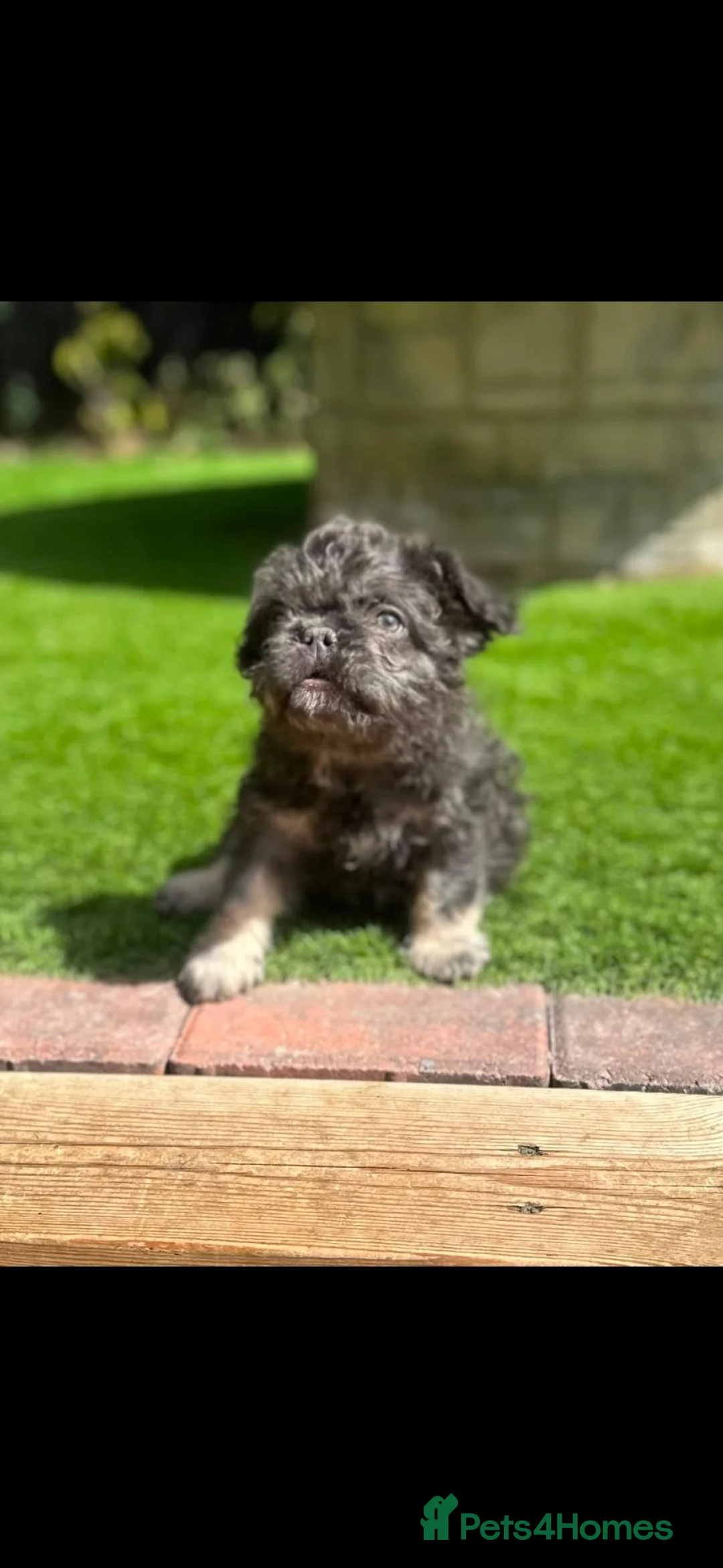 French Bulldog dogs for sale: LAST PUP!  Fluffy french bulldogs AVAILABLE NOW - Advert 2