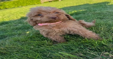Cockapoo dogs - Advert 4