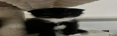Lola 