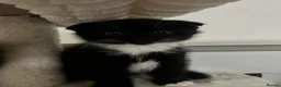 Mixed Breed cats for sale: Scottish fold kittens  - Advert 6