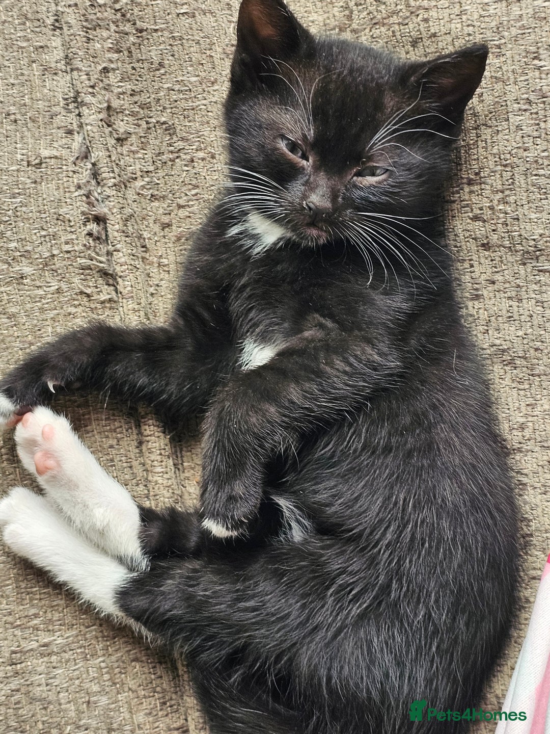 British Shorthair cats for sale: 2 stunning tabby cats  - Image 4
