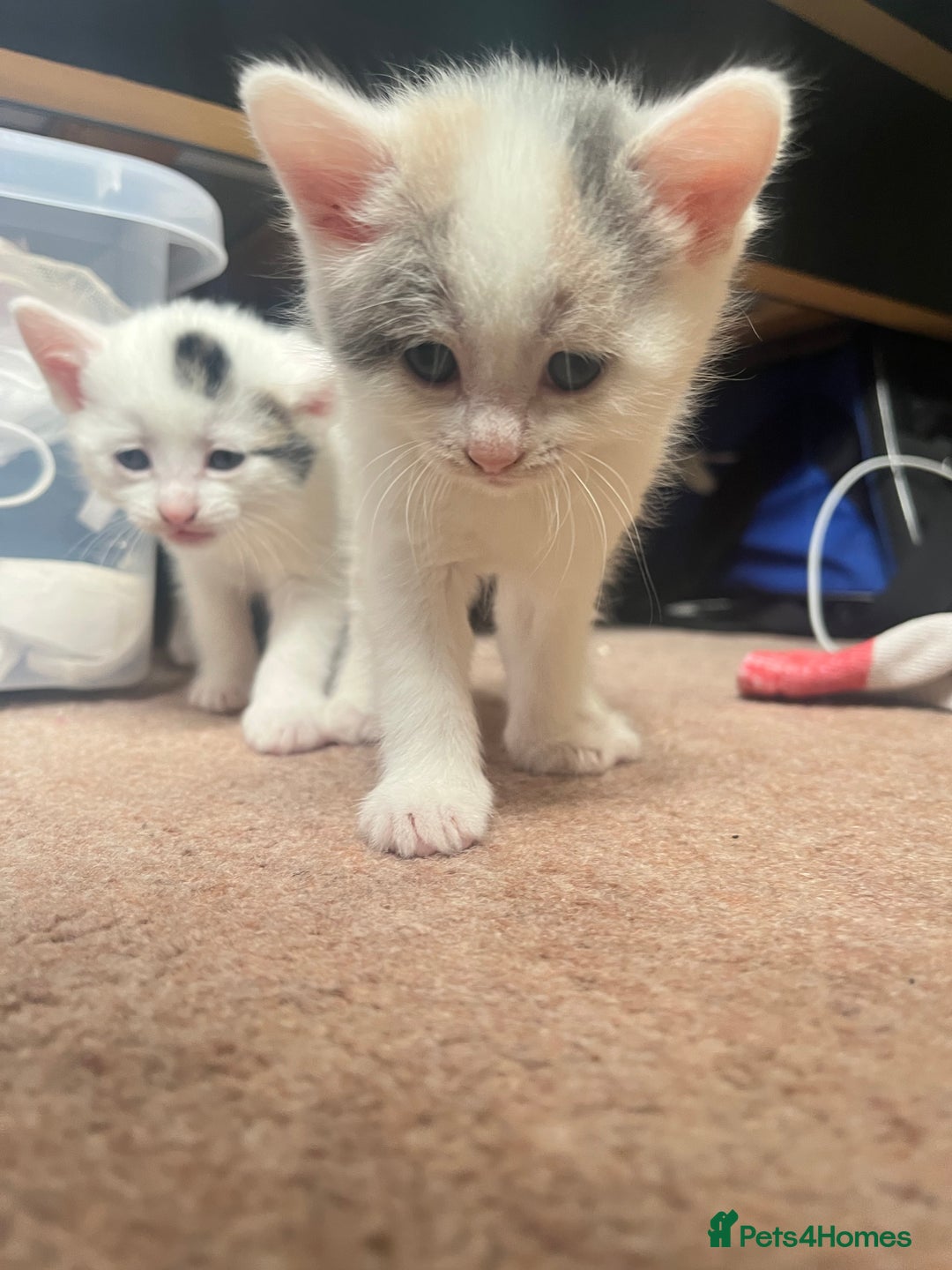Mixed Breed cats for sale: Sweetest 5 kittens  - Image 11
