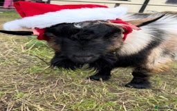 Goats livestock for sale: 2 male pygmy goats in need of new home - Image 1
