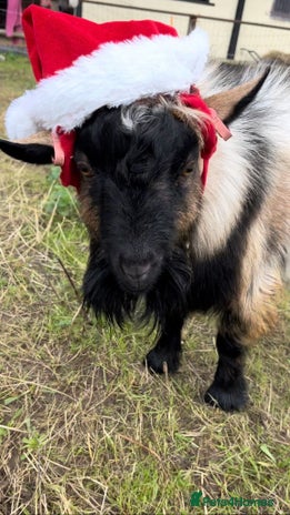 Goats livestock - Advert 2