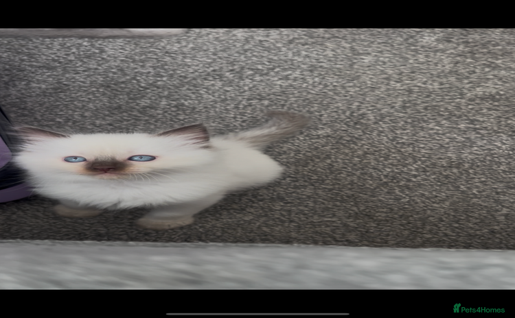 Ragdoll cats - Advert 6