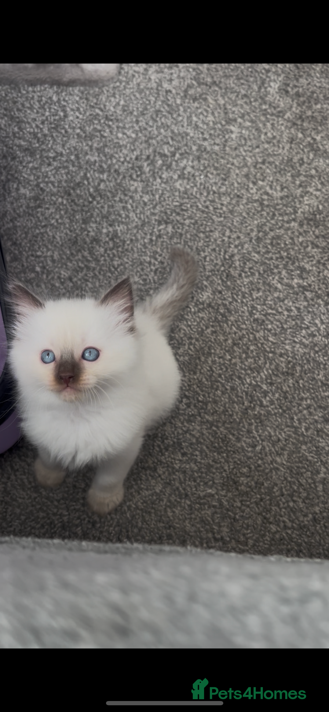 Ragdoll cats for sale: Beautiful Ragdoll kittens  - Image 6