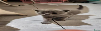 British Shorthair 1